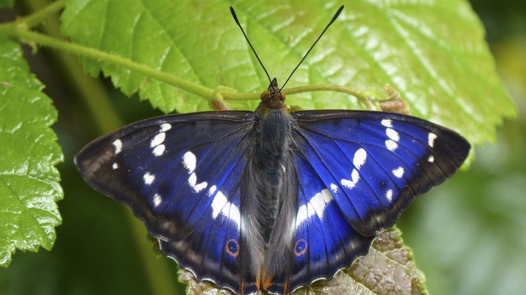 Male purple emperor butterfly at Hatfield Forest, Essex
